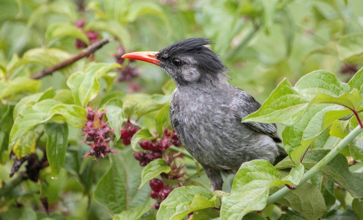 Black Bulbul - Pete Harvey