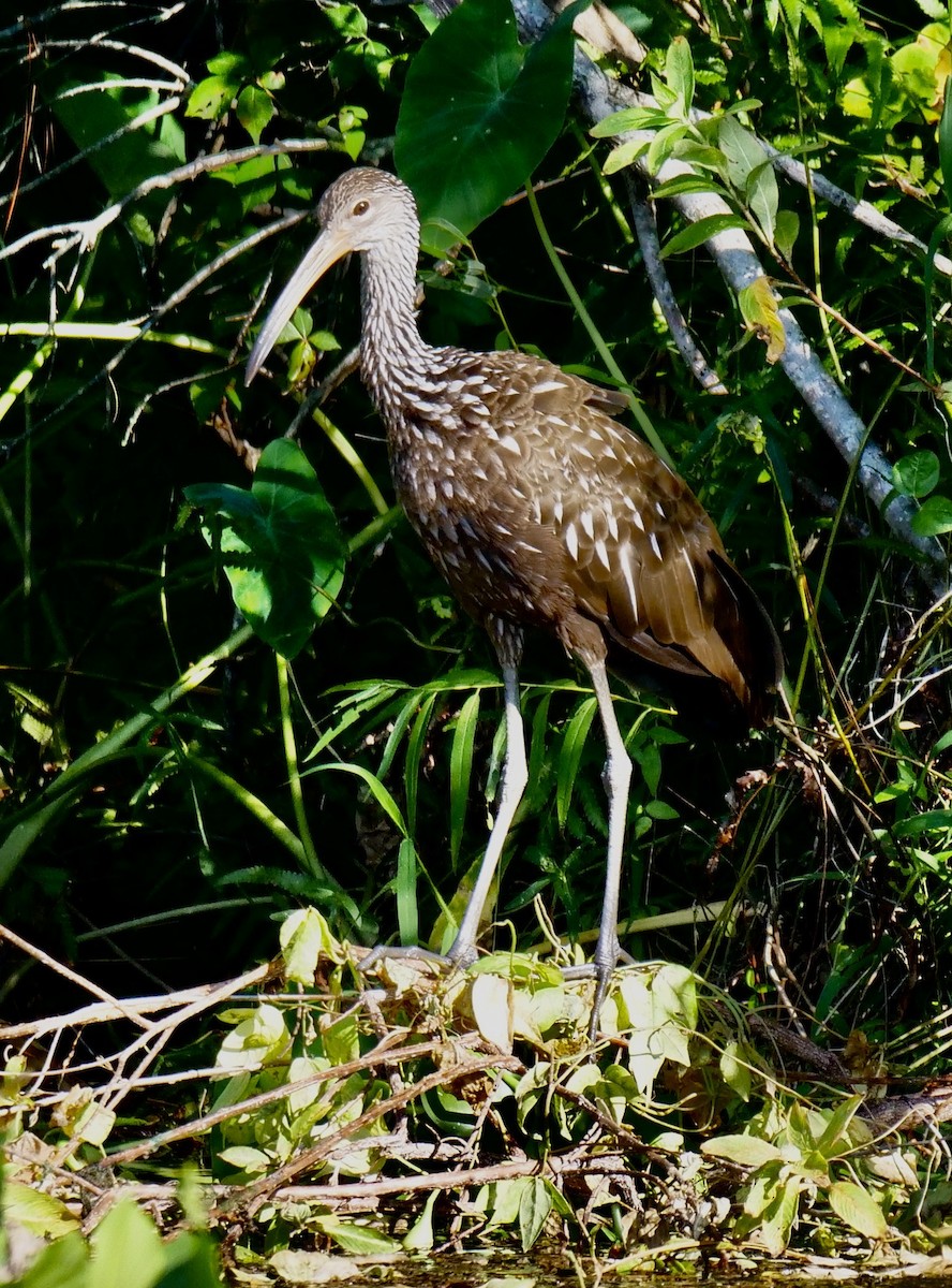 Limpkin - ML608641777