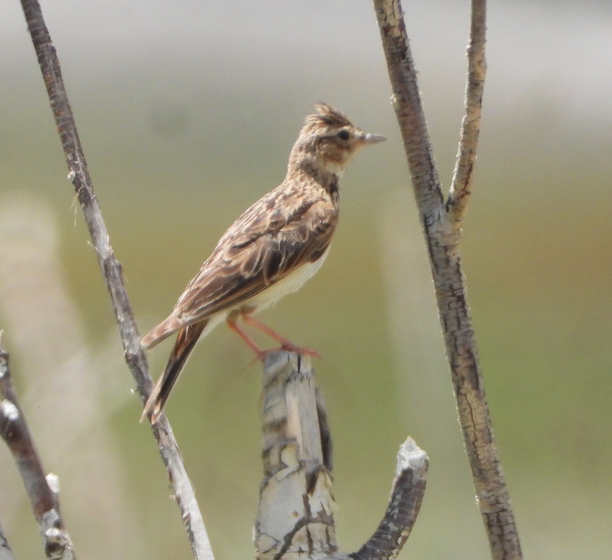 Oriental Skylark - Kalpesh Gaitonde