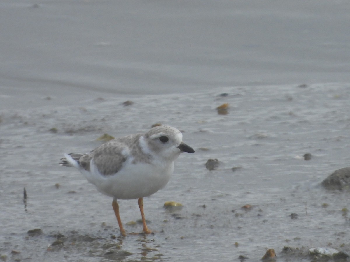 Piping Plover - ML608641841