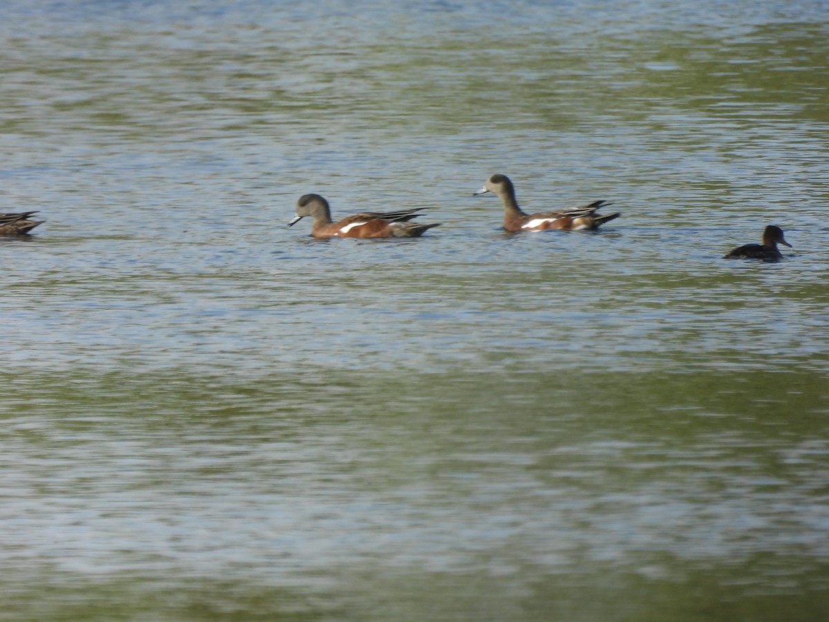 Canard d'Amérique - ML608641904