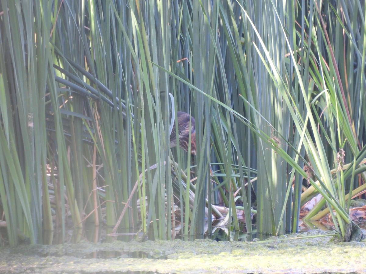 Green Heron - ML608641940