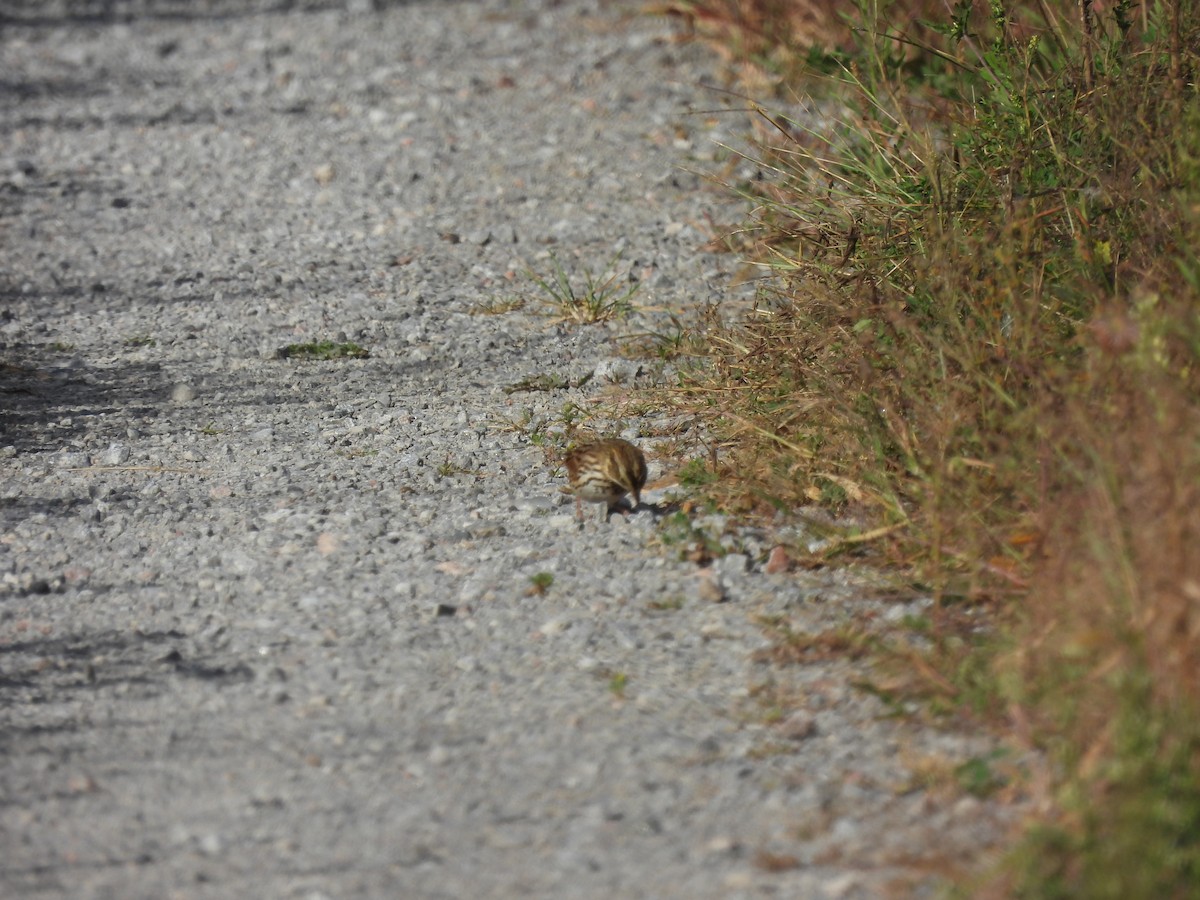 Savannah Sparrow - ML608641958