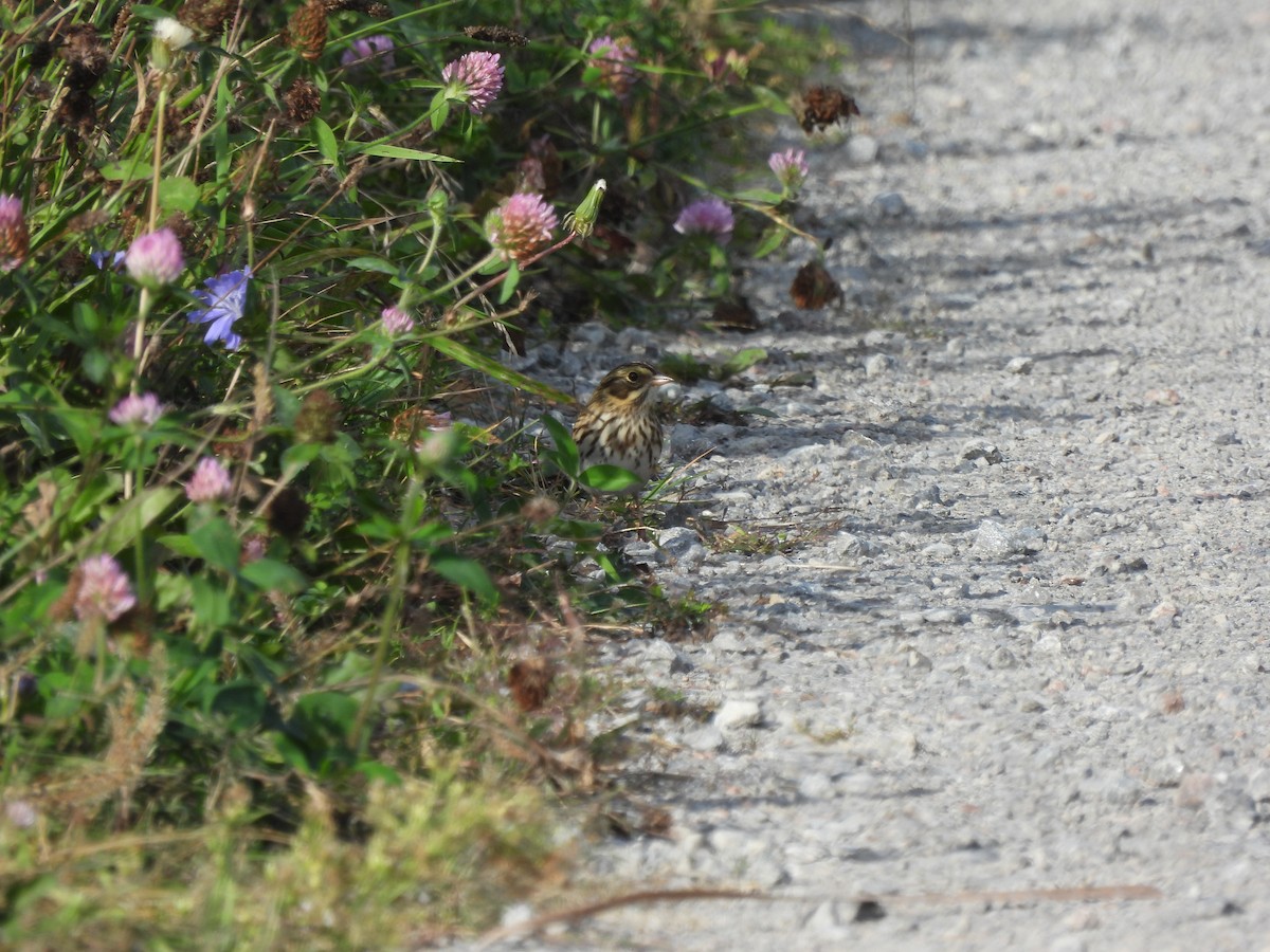 Savannah Sparrow - ML608641959