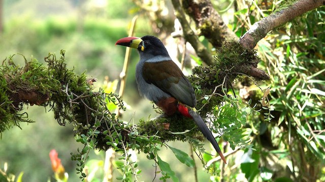 Gray-breasted Mountain-Toucan - ML608642067