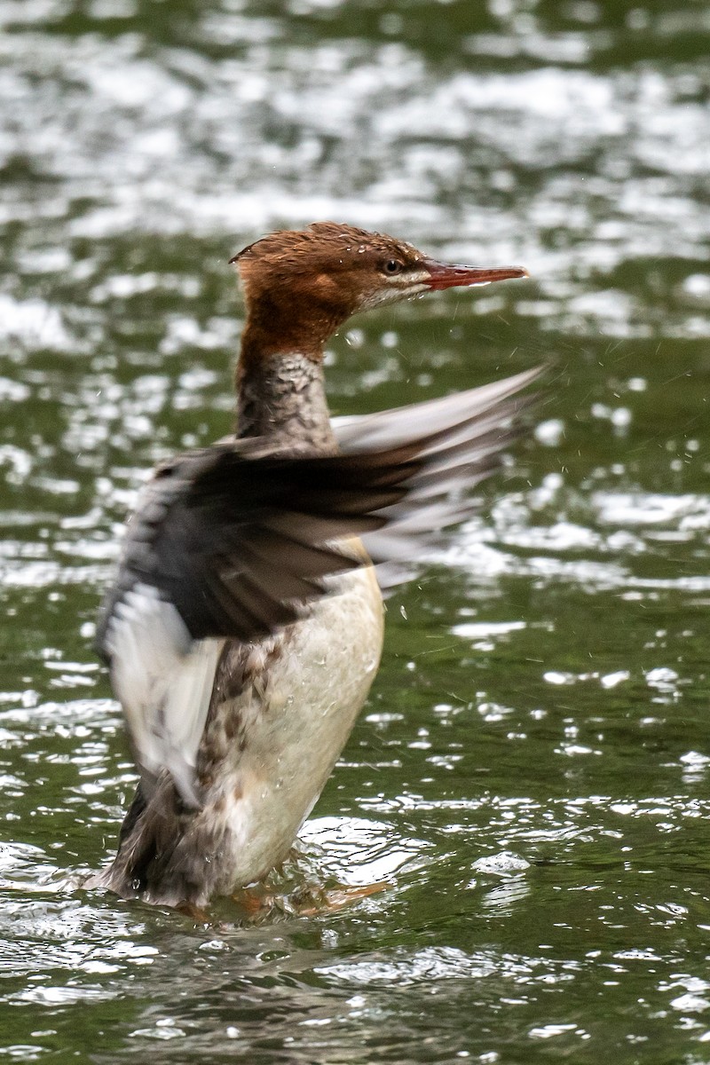 Common Merganser - ML608642131