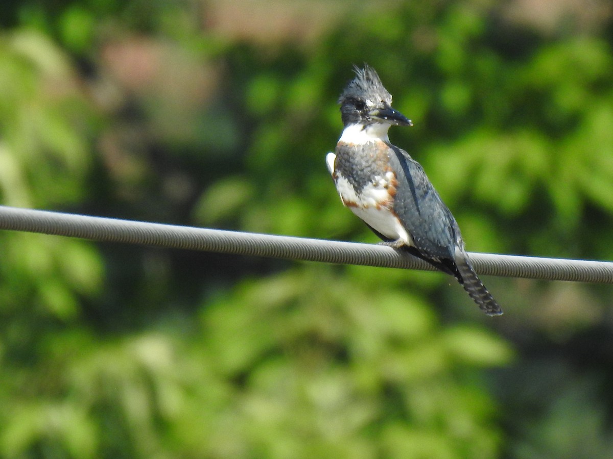 Belted Kingfisher - ML608642141