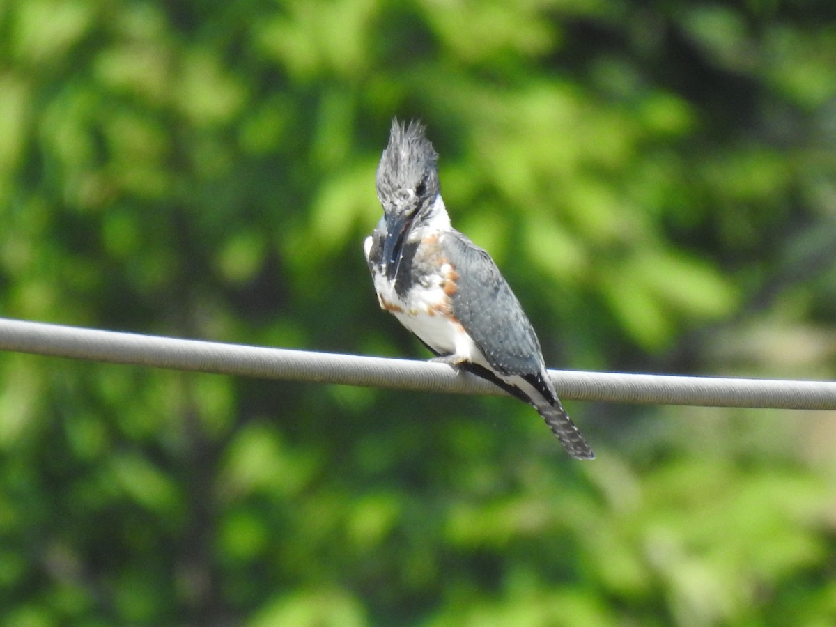 Belted Kingfisher - Justin Harris