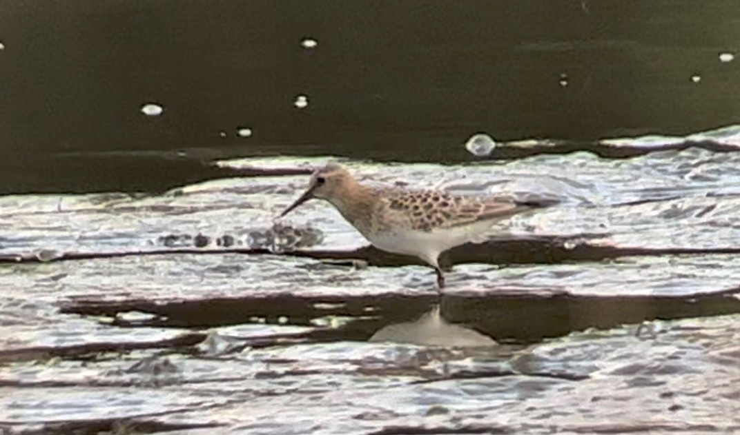 Baird's Sandpiper - Steve Schmit