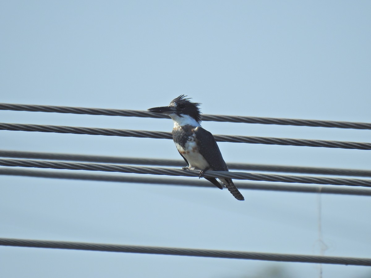 Belted Kingfisher - ML608642157