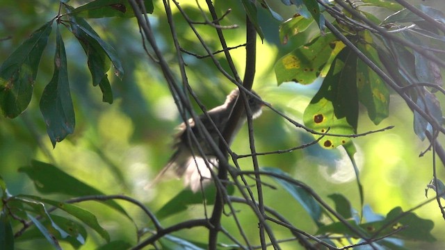 Least Flycatcher - ML608642205