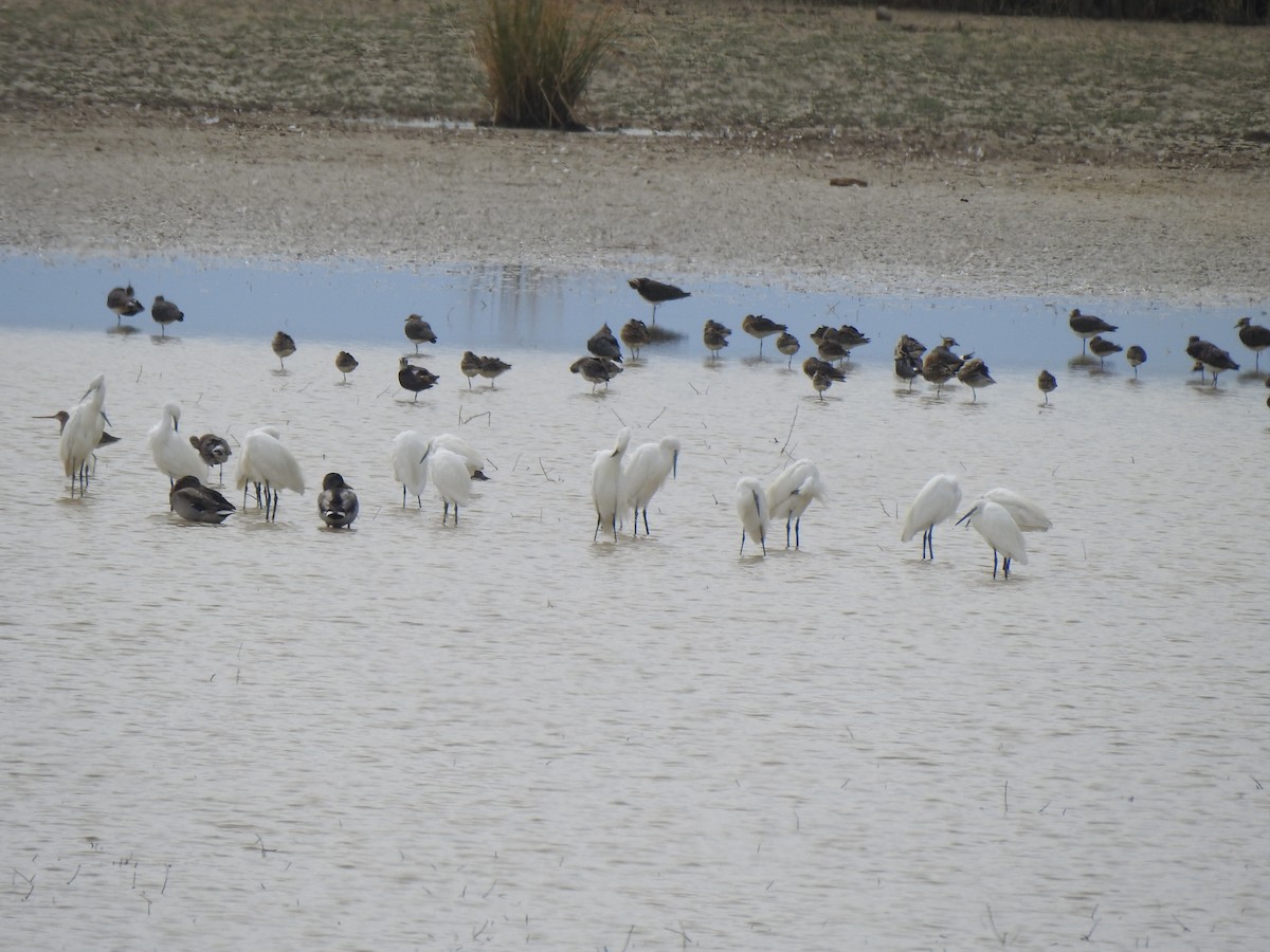 Little Egret - Gary Losada