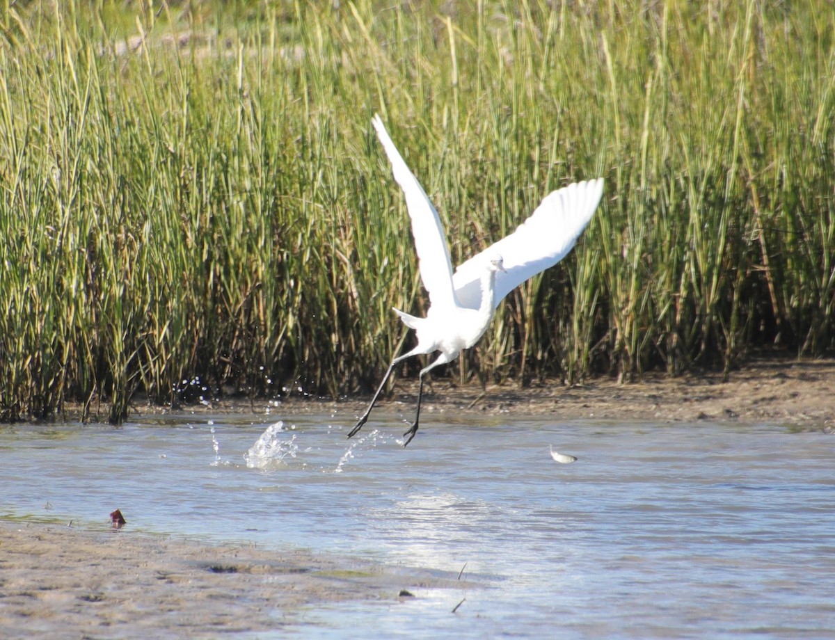 Reddish Egret - Laurel Barnhill