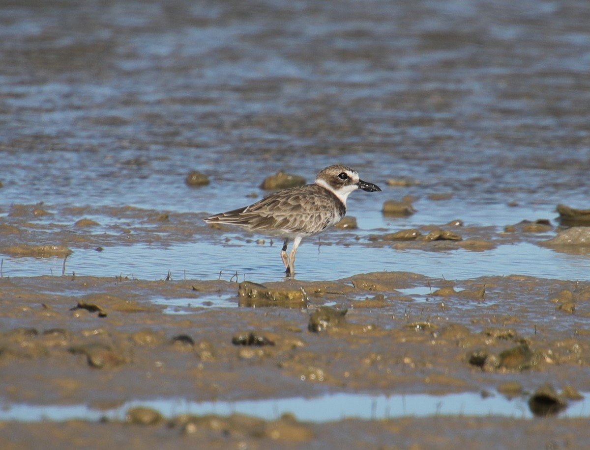 Wilson's Plover - Laurel Barnhill