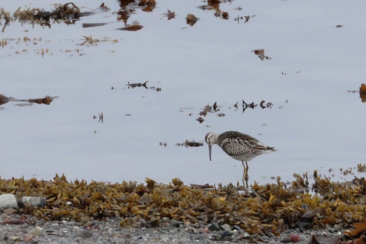 Stilt Sandpiper - ML608642448