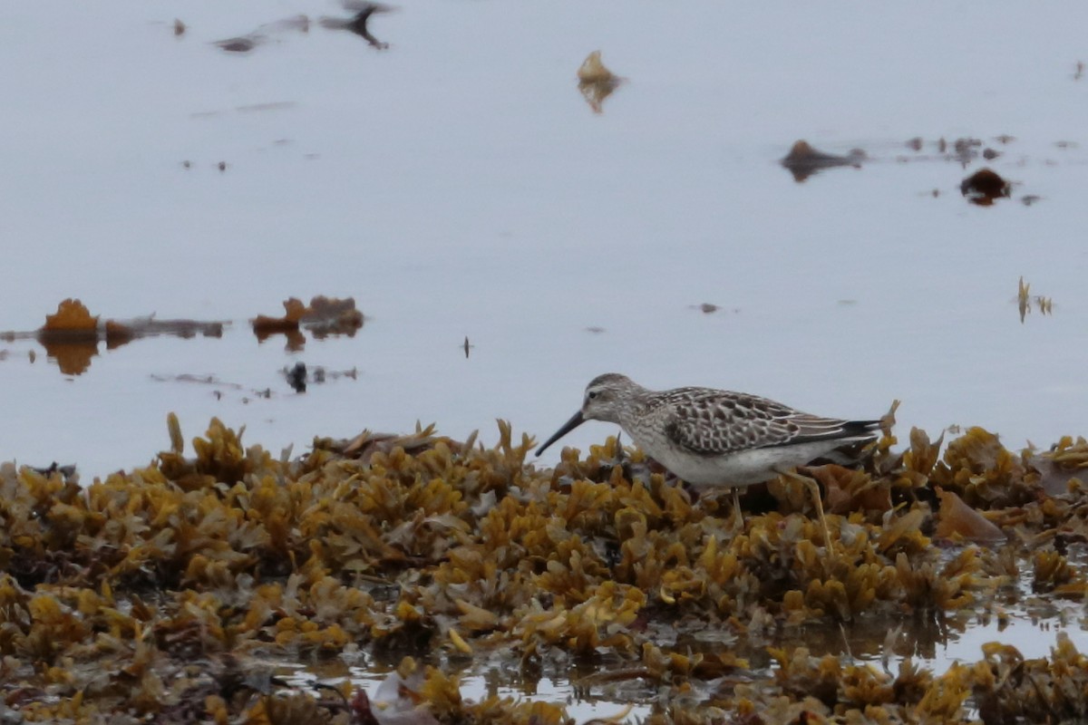 Stilt Sandpiper - ML608642449