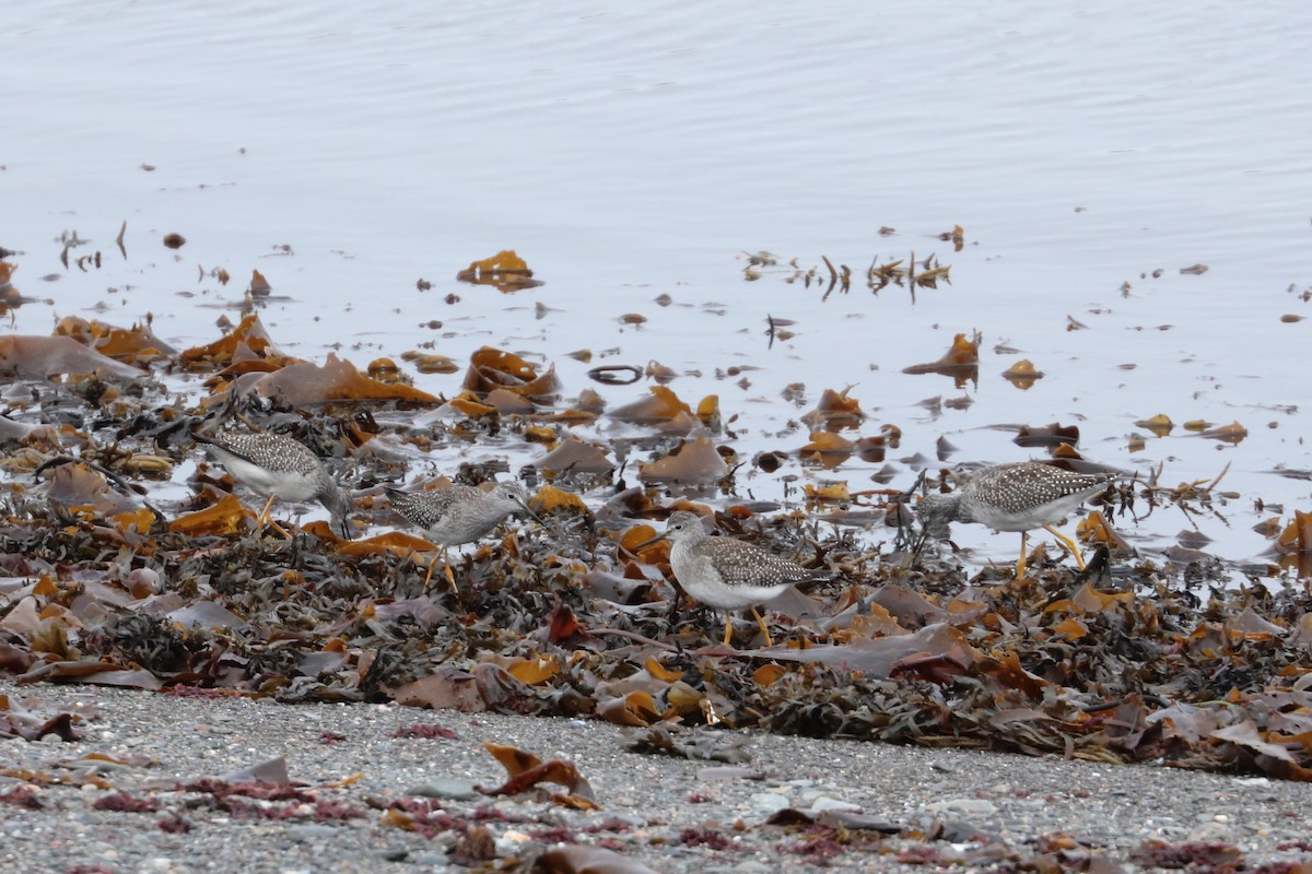 Lesser Yellowlegs - ML608642466