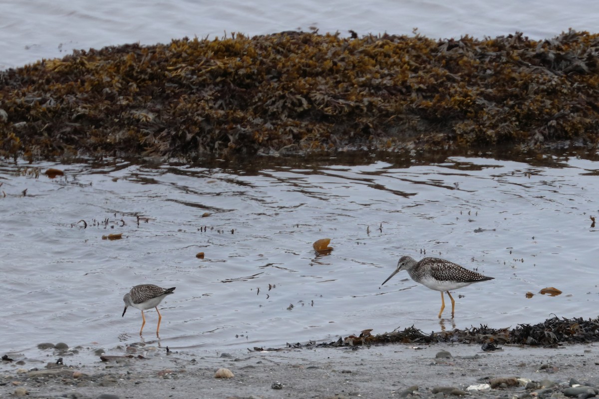 Greater Yellowlegs - ML608642467