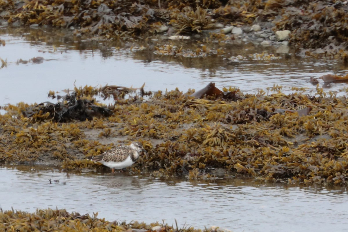 Ruddy Turnstone - ML608642475