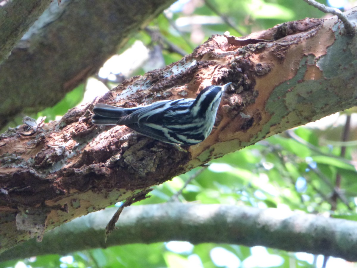 Black-and-white Warbler - Claire Thomas