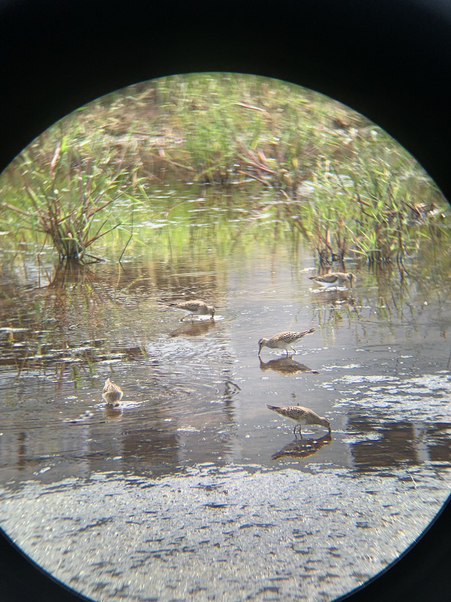 Pectoral Sandpiper - ML608642586