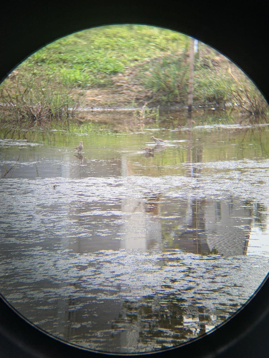 Pectoral Sandpiper - Nicholas Wilson