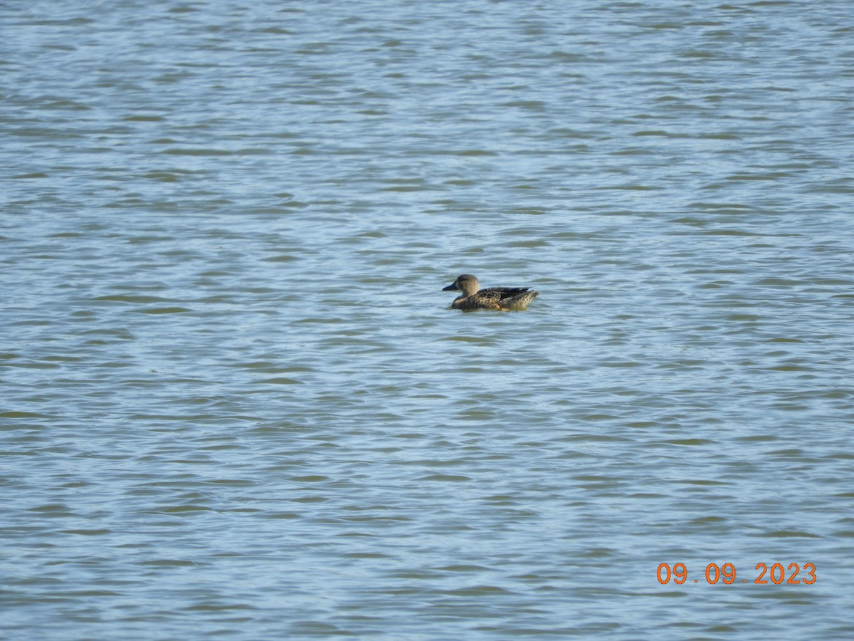 Blue-winged Teal - ML608642592