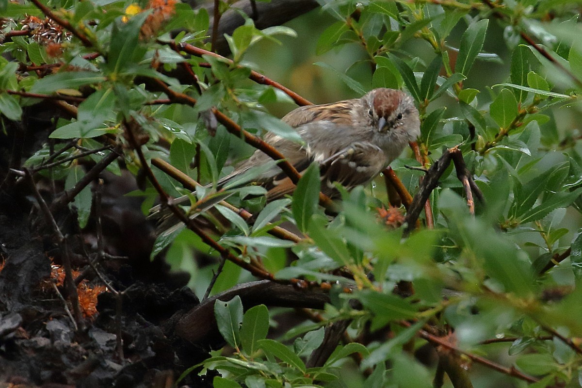American Tree Sparrow - ML608642656