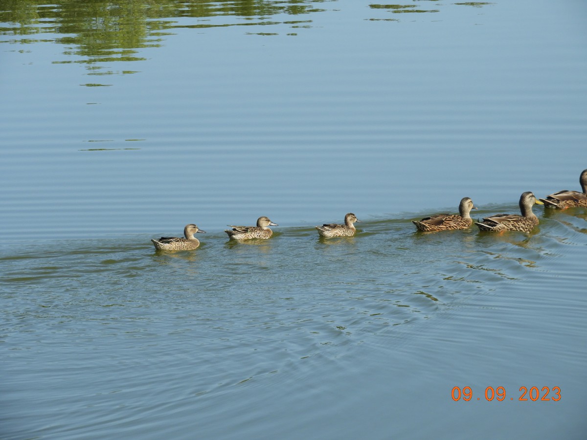 Blue-winged Teal - ML608642679