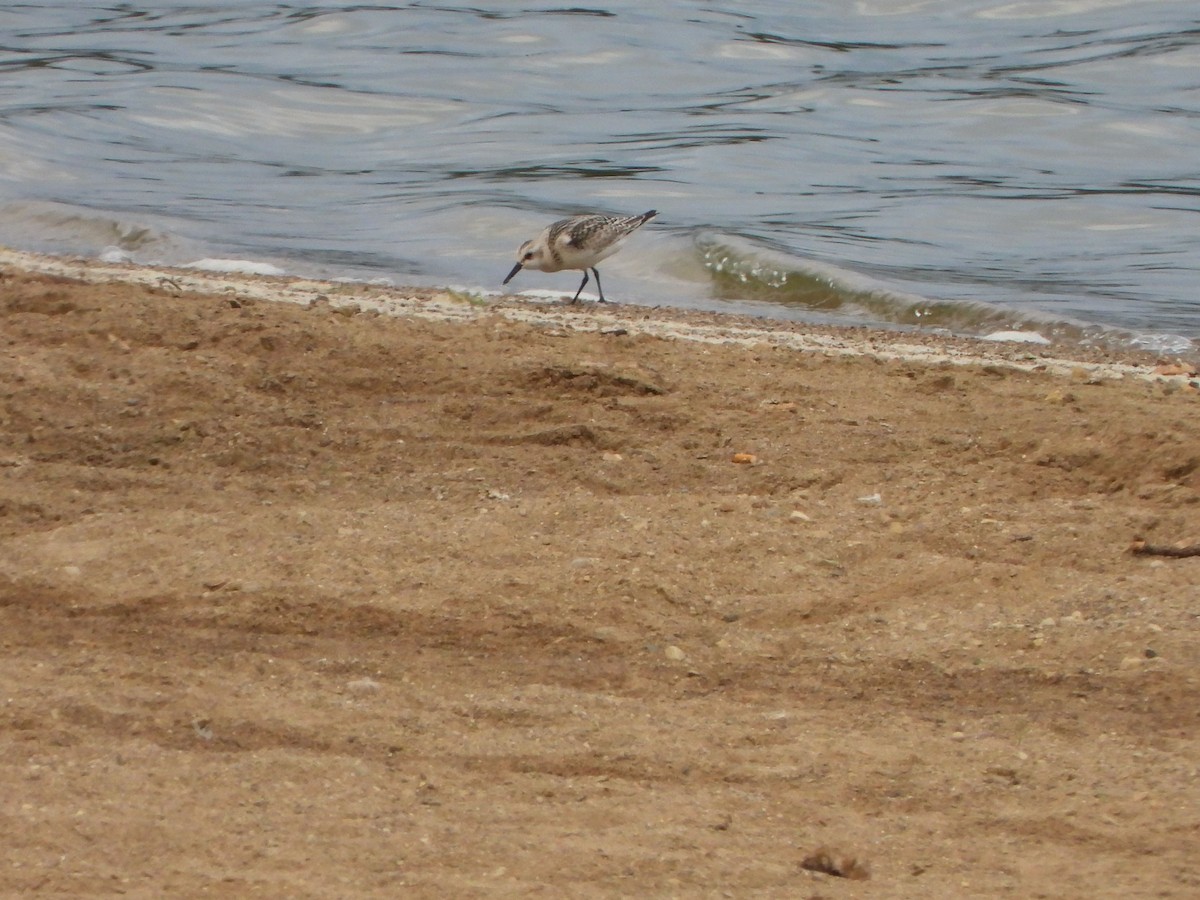 Bécasseau sanderling - ML608642686