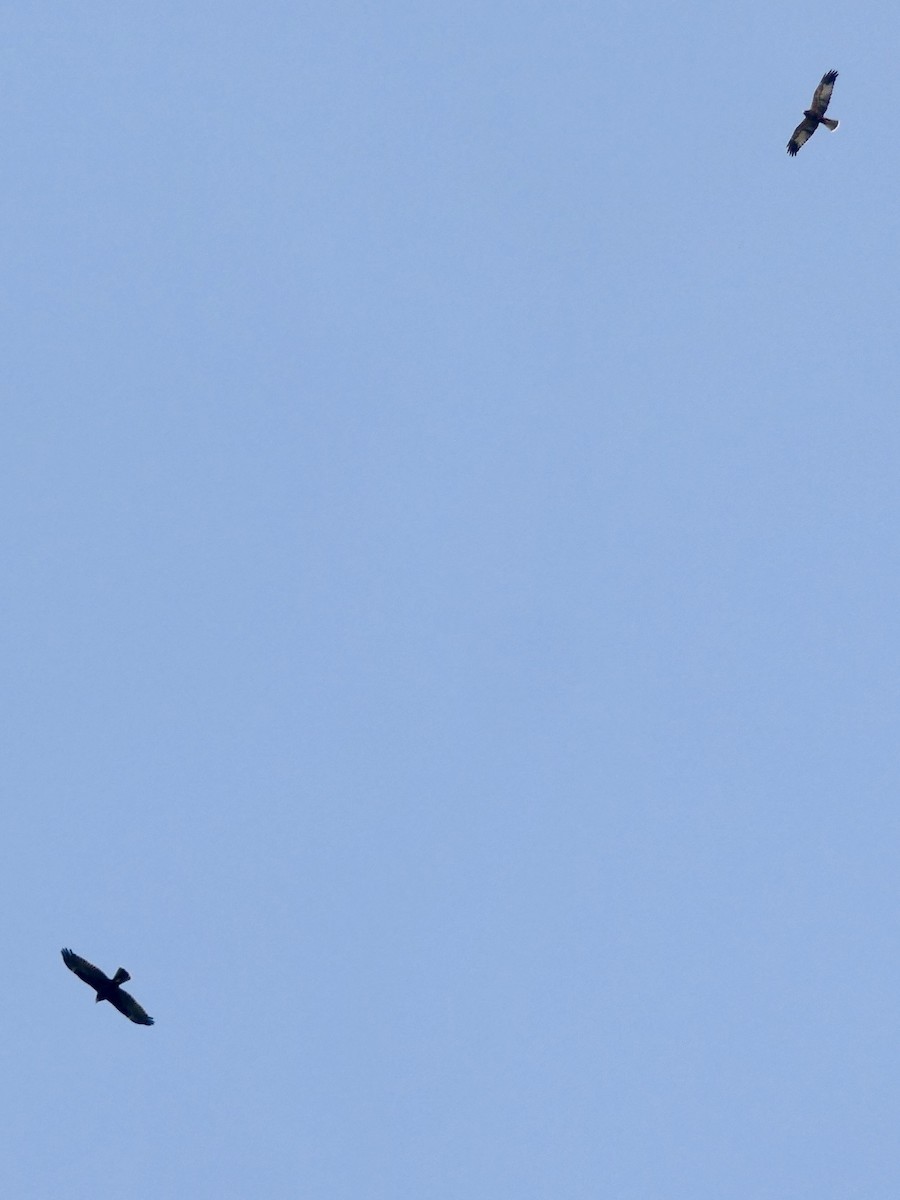 Намгийн хулд - ML608642696