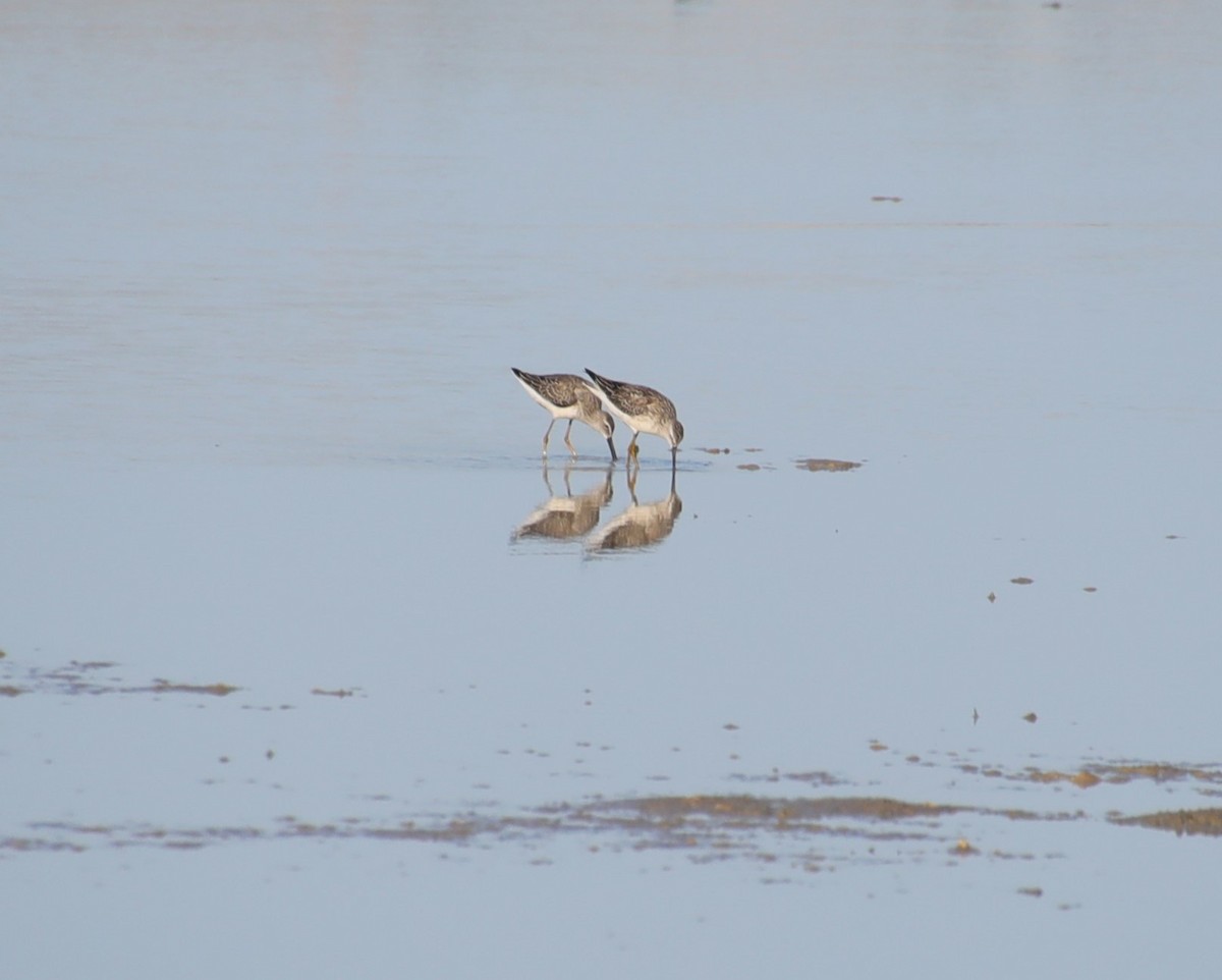 Stilt Sandpiper - ML608642786