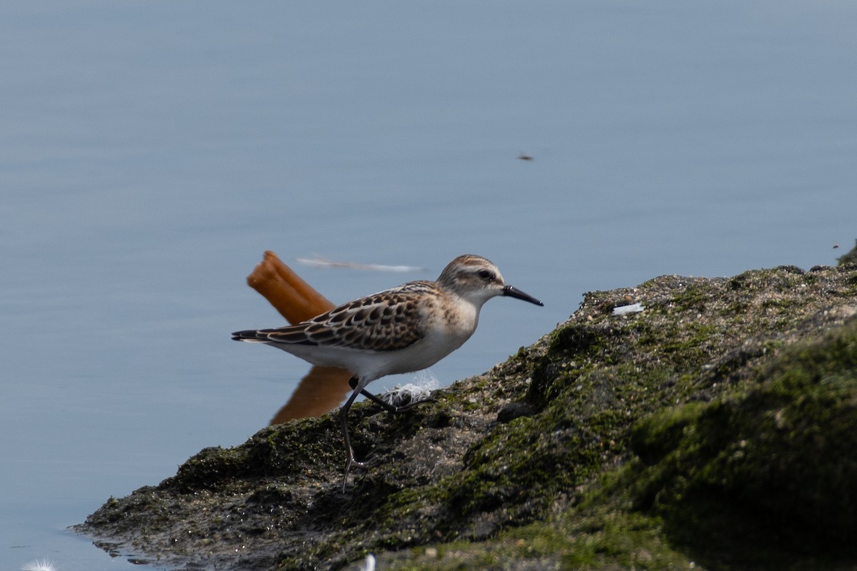 Little Stint - ML608642856