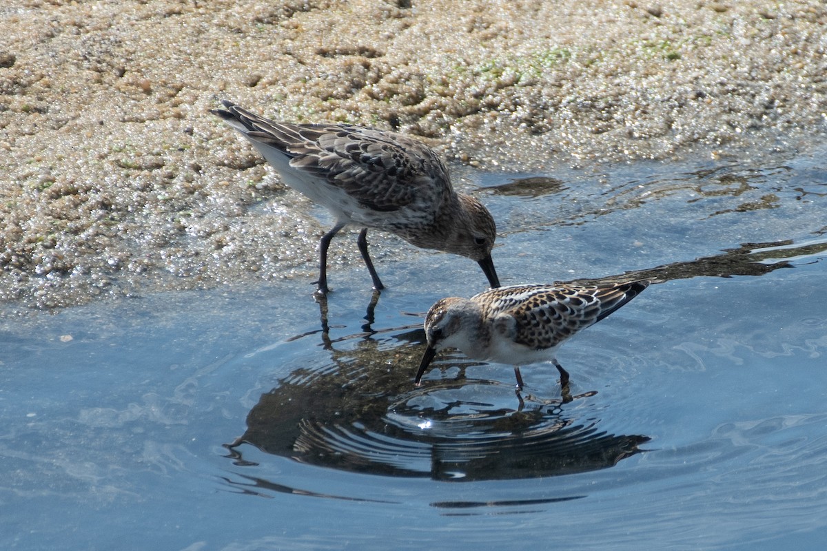 Little Stint - ML608642861