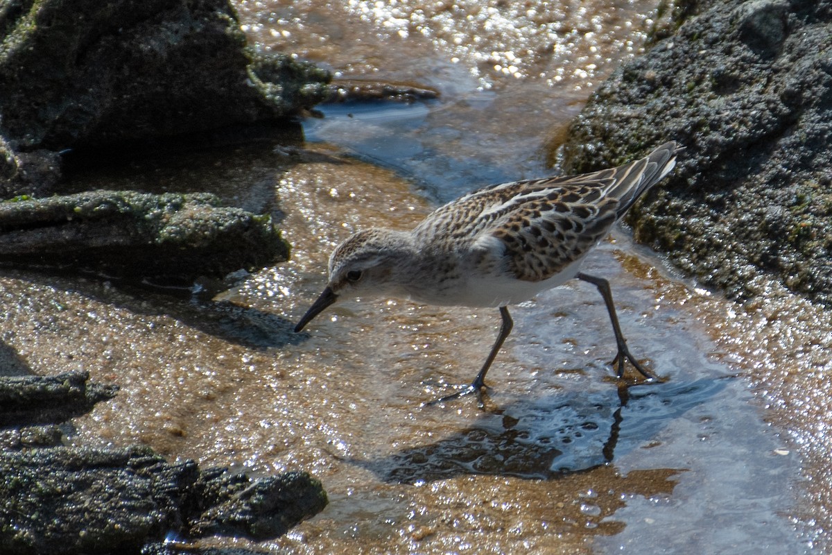 Little Stint - ML608642862