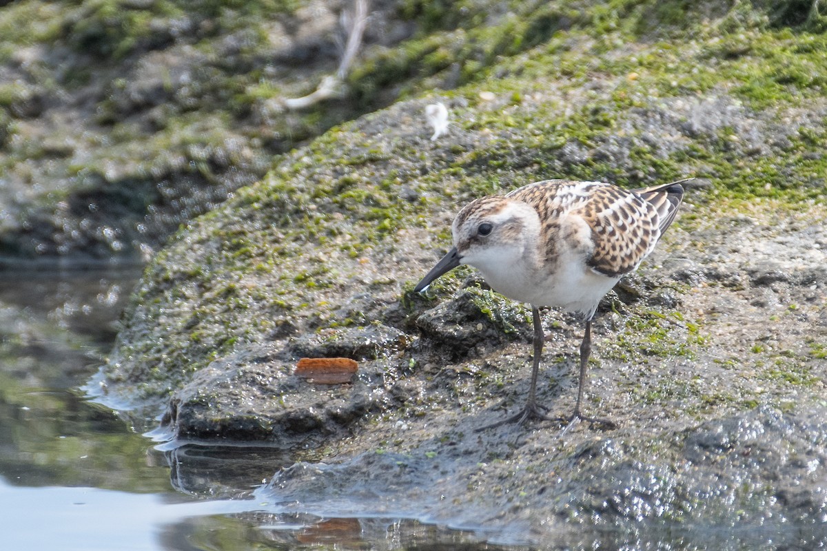 Little Stint - ML608642867