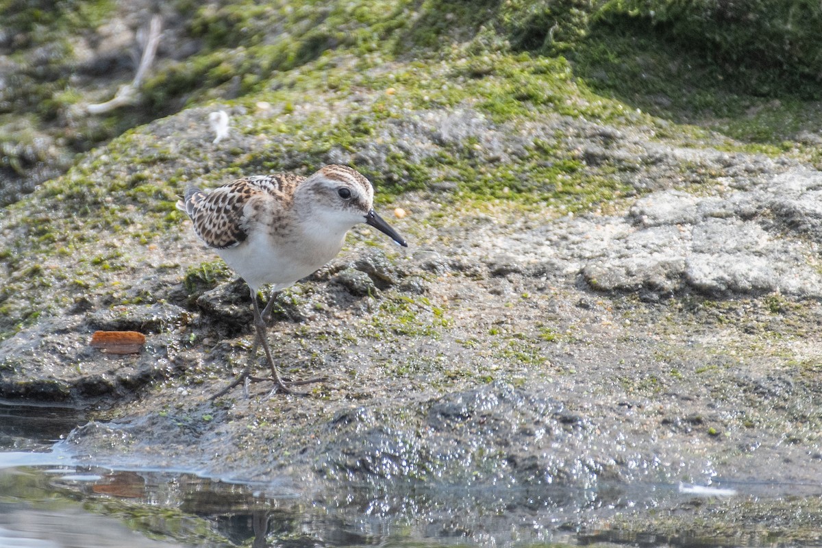 Little Stint - ML608642868