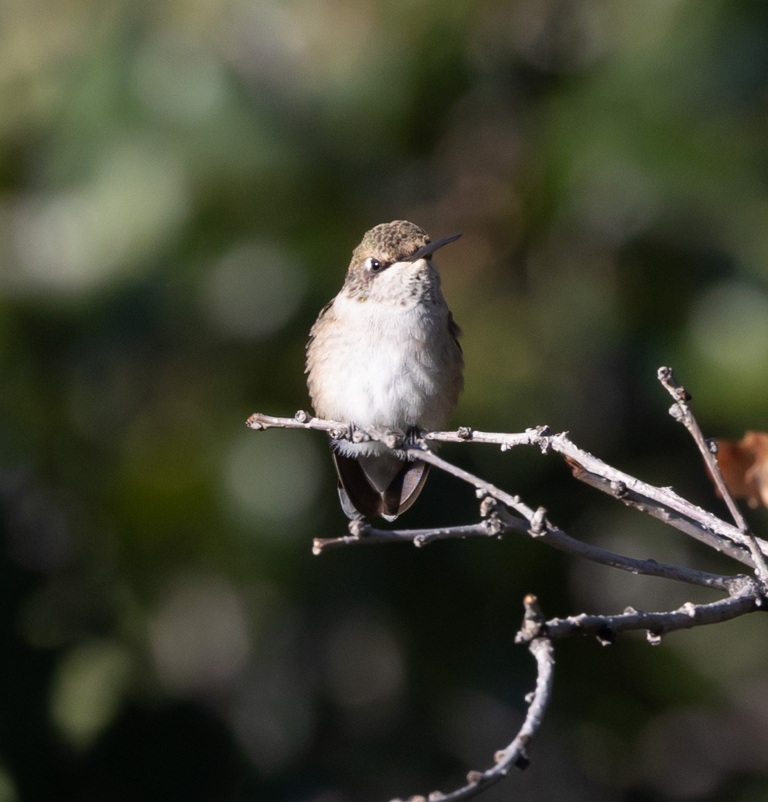 Calliope Hummingbird - Ric Olson