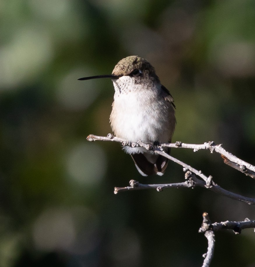 Calliope Hummingbird - ML608642912