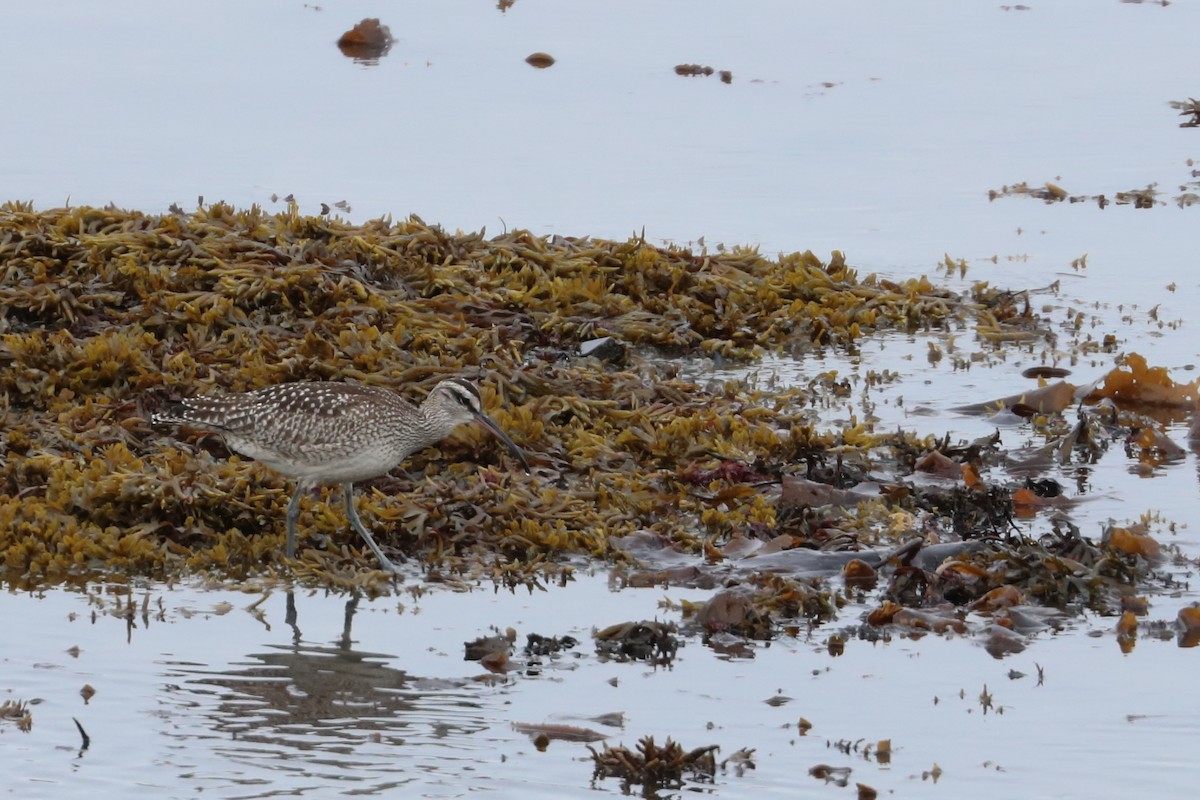 Whimbrel - ML608642976