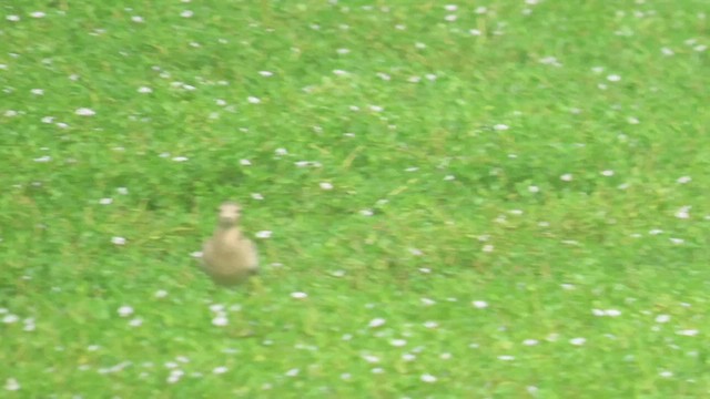 Buff-breasted Sandpiper - ML608642997