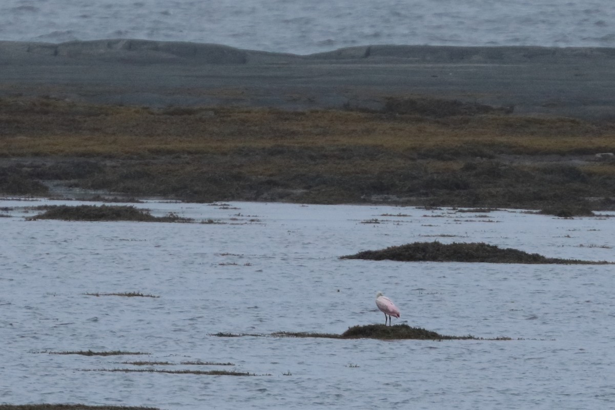 Roseate Spoonbill - ML608643015