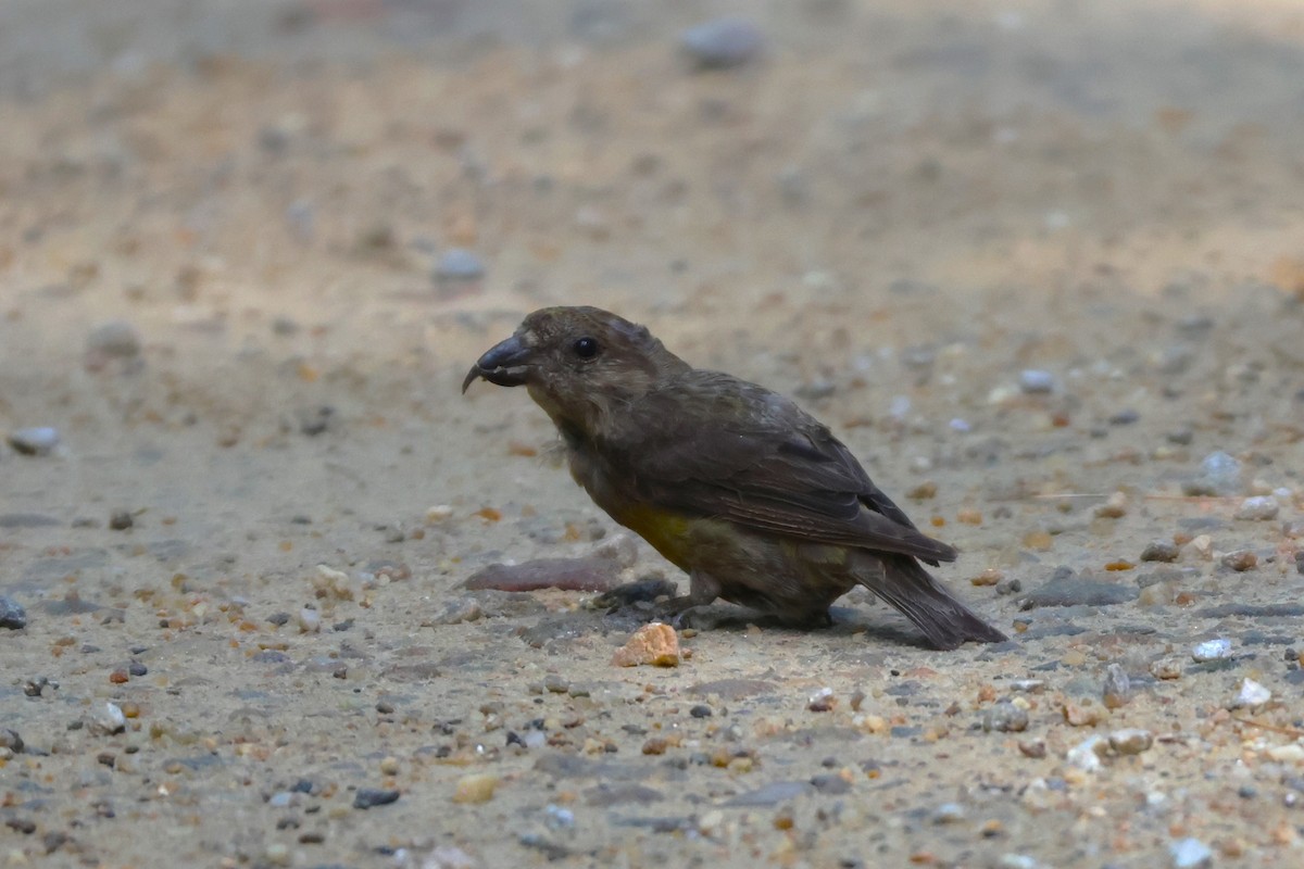 Red Crossbill (Northeastern or type 12) - ML608643134