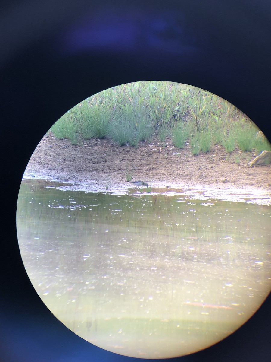 Baird's Sandpiper - ML608643215