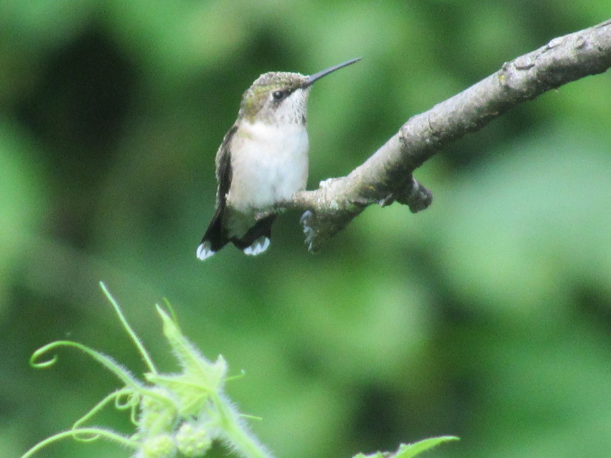 Colibri à gorge rubis - ML608643228