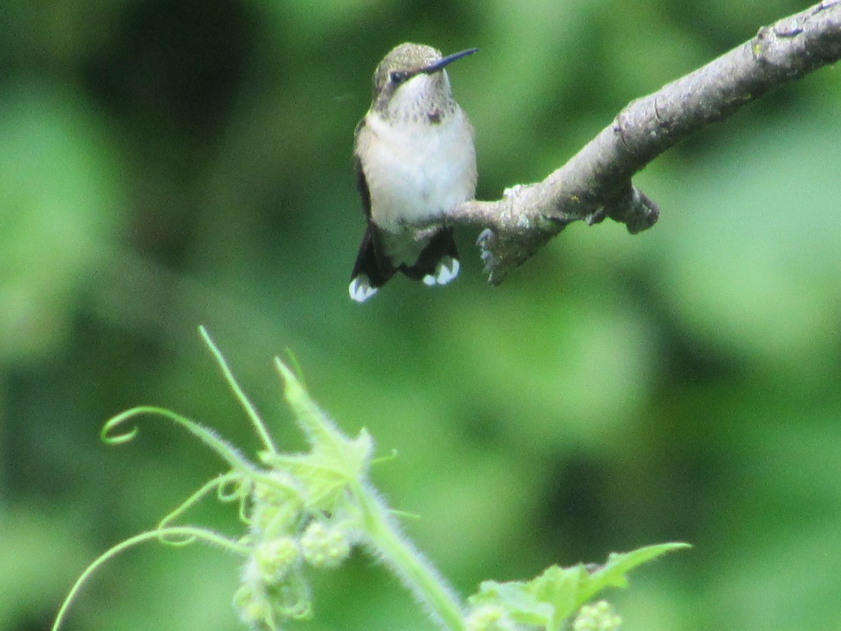 Ruby-throated Hummingbird - ML608643229