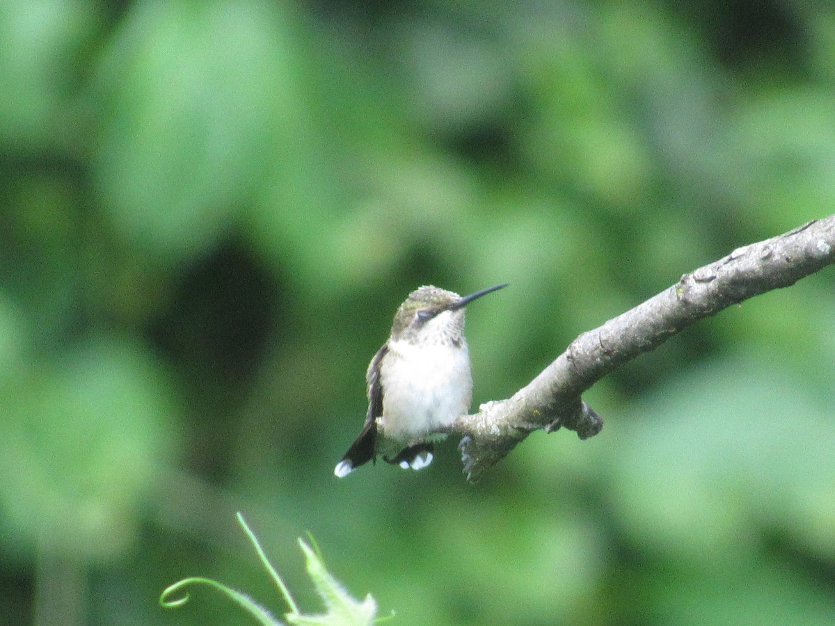 Ruby-throated Hummingbird - ML608643230