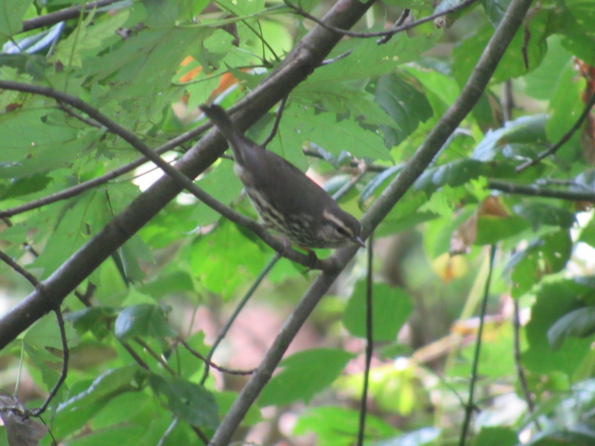 Northern Waterthrush - ML608643239