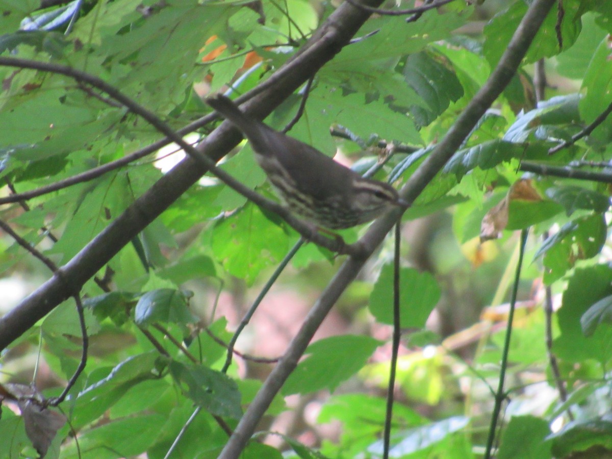 Northern Waterthrush - ML608643240