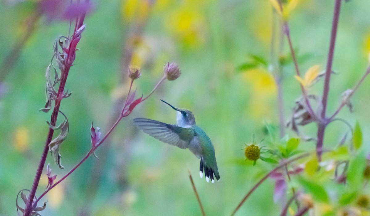 Colibri à gorge rubis - ML608643309